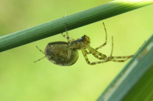 Metellina sp.