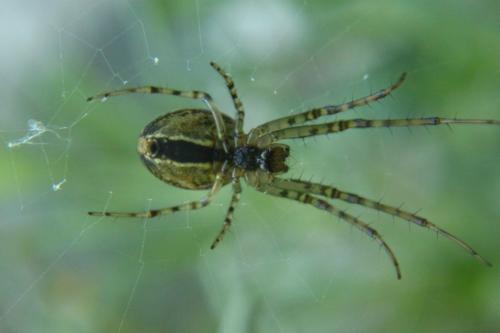 Metellina sp.