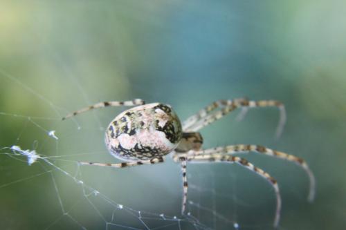 Metellina sp.