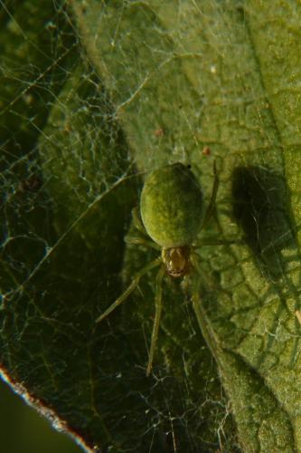 Nigma walckenaeri