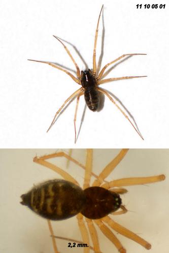 Tenuiphantes flavipes