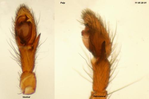 Zelotes tenuis