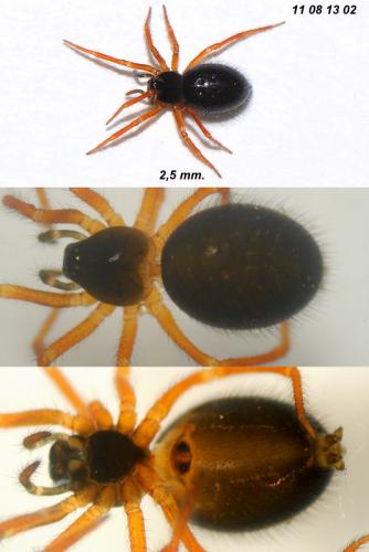 Réf. 81 683 : Lasiargus hirsutus