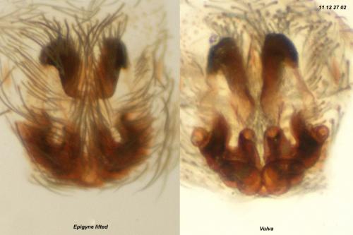 Réf. 81 299 : Agroeca cuprea
