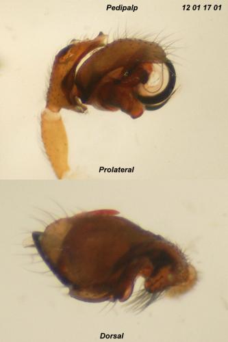 Réf. 81 663 : Walckenaeria capito