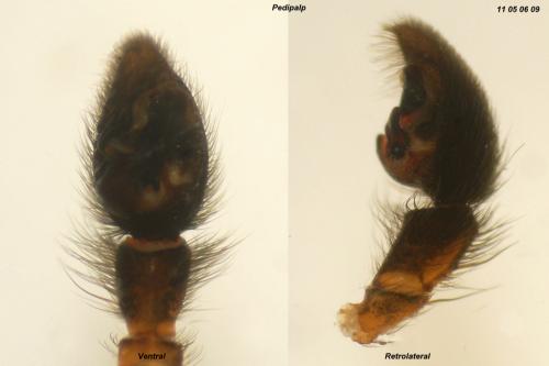 Pardosa purbeckensis