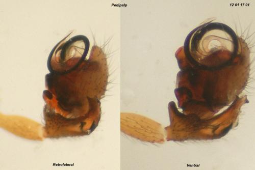 Réf. 81 662 : Walckenaeria capito