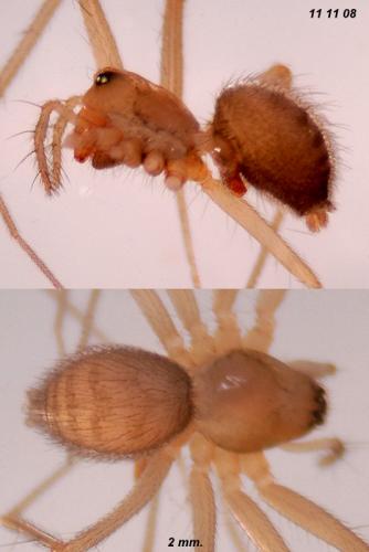 Réf. 81 874 : Palliduphantes pallidus