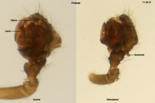 Réf. 81 735 : Agyneta rurestris