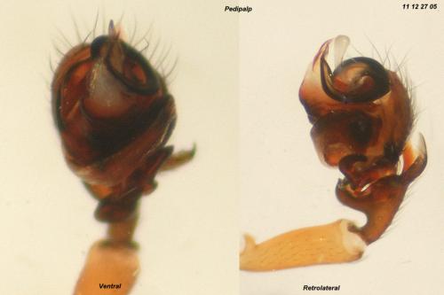 Walckenaeria nudipalpis