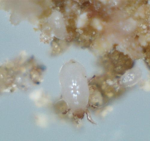 Acarus siro