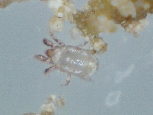 Acarus siro