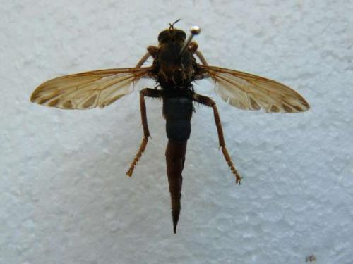 Réf. 81 749 : Asilus crabroniformis