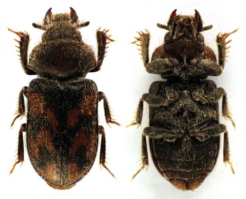 Réf. 81 494 : Augyles hispidulus