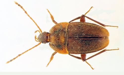 Réf. 81 619 : Royerella tarissani lentensis