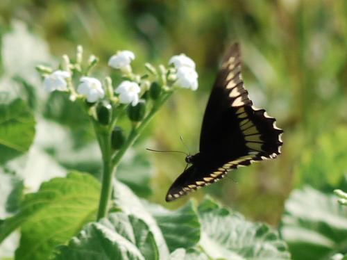 Battus polydamas