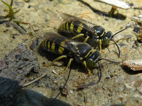 Bembecinus tridens