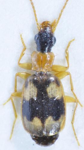 Philorhizus quadrisignatus