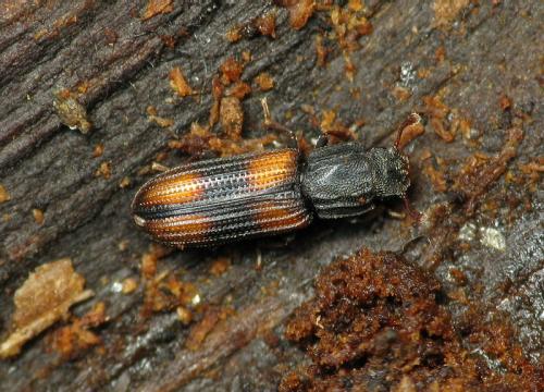 Bitoma crenata