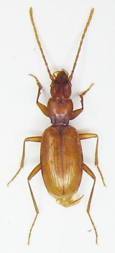Boldoriella humeralis