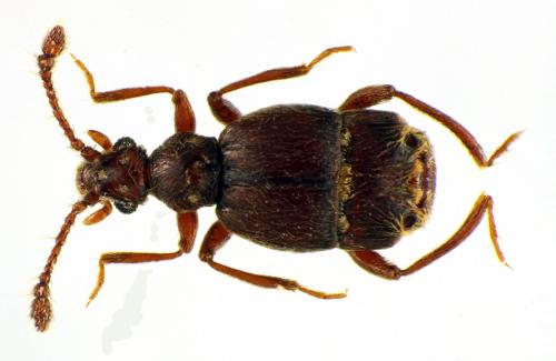 Brachygluta perforata
