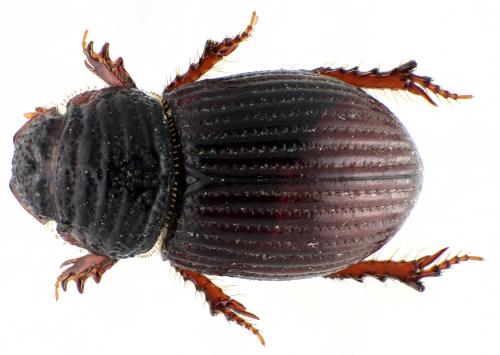 Brindalus porcicollis