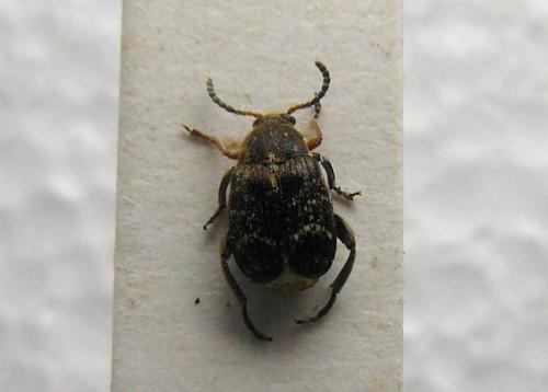 Réf. 81 656 : Bruchus sp.