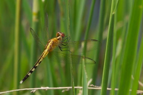 Réf. 81 268 : Erythrodiplax umbrata