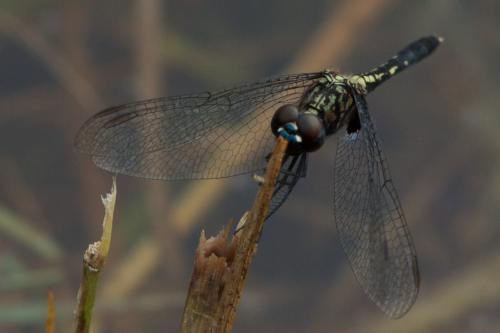 Réf. 81 548 : Erythrodiplax basalis