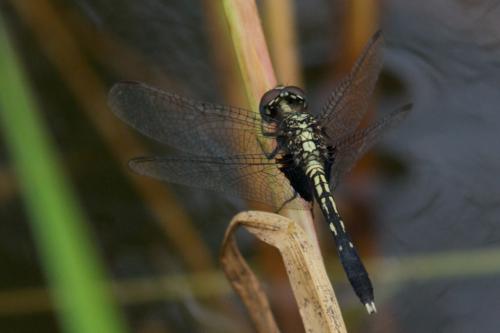 Réf. 81 550 : Erythrodiplax basalis