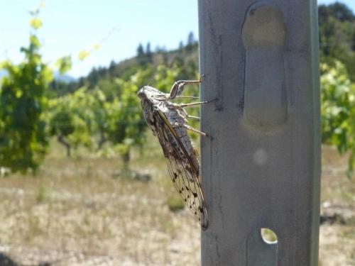 Cicada orni
