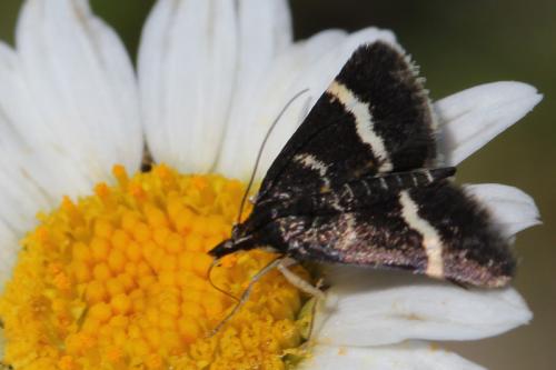 Pyrausta cingulata