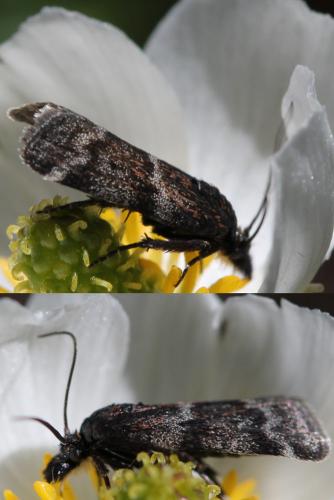 Asarta aethiopella