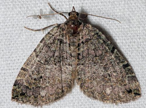 Réf. 81 879 : Hydriomena furcata
