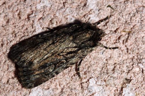 Dichagyris signifera