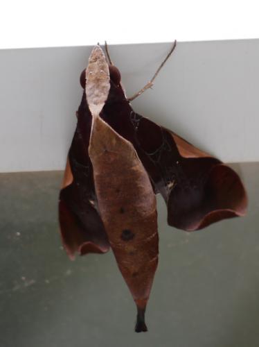 Réf. 81 438 : Callionima nomius