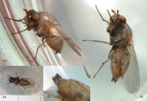 Réf. 81 833 : Calliopum aeneum
