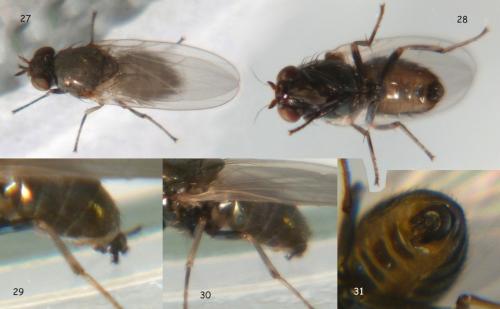Réf. 81 834 : Calliopum aeneum