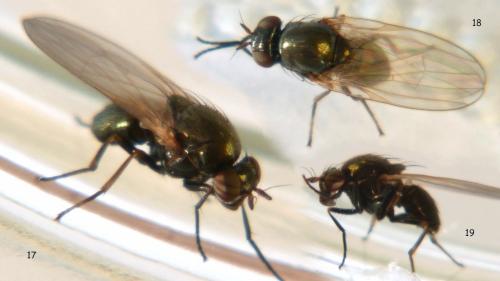 Réf. 81 831 : Calliopum aeneum