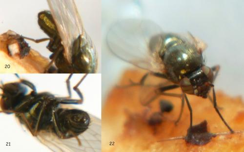 Réf. 81 832 : Calliopum aeneum
