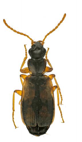 Philorhizus sp.