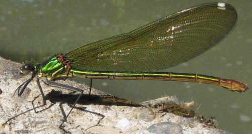 Calopteryx xanthostoma