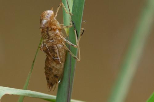 Pantala flavescens