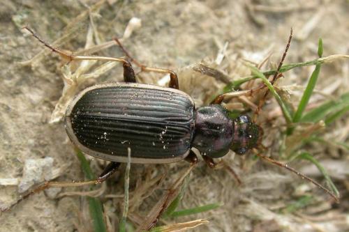 Réf. 81 056 : Chlaenius spoliatus