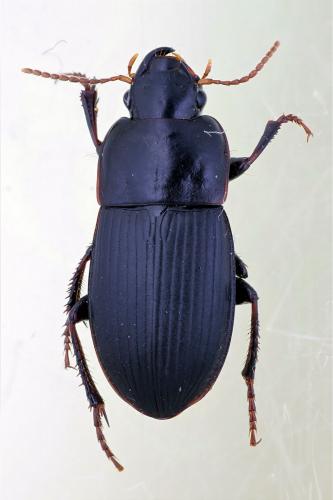 Réf. 81 969 : Harpalus tardus