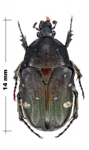 Gametis jucunda
