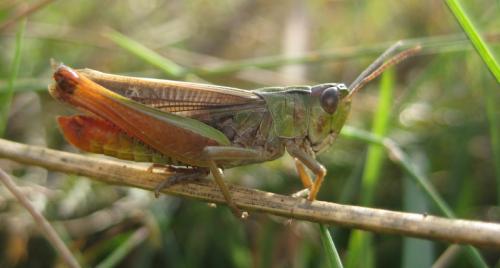 Réf. 81 850 : Stenobothrus lineatus lineatus