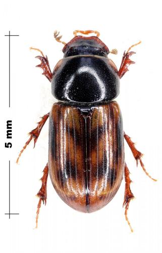Chilothorax cervorum
