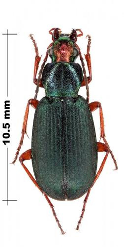 Chlaenius sp.