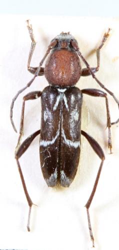 Réf. 81 214 : Chlorophorus sartor